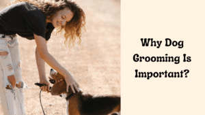 Why Dog Grooming Is Important?